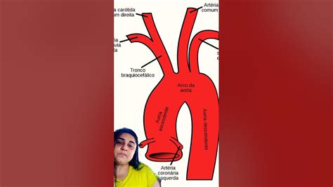 Ramificações Do Arco Da Aorta - Ramificações do arco ou cajado da aorta #anatomia #anatomiafacil # ...