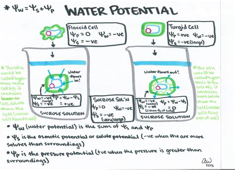 Ap Biology Water Potential Worksheet