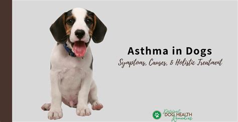 Asthma in Dogs | Causes, Symptoms and Treatment