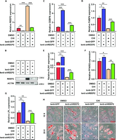 REEP2 Mediates The Suppressive Effect Of CHI On Adipogenic