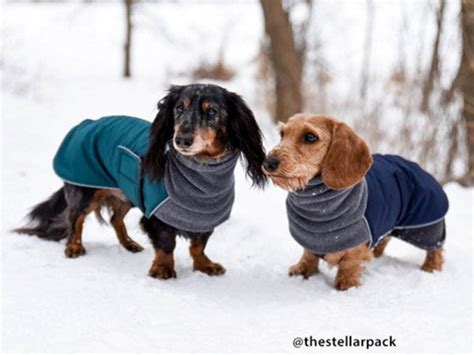 MINIATURE DACHSHUND Winter Coat Waterproof Dog Coat Dog - Etsy