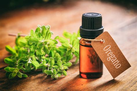 4 Benefits Of Oregano And Its Essential Oil Selfhacked