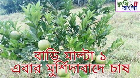 বারি মাল্টা ১ চাষ পদ্ধতি Youtube