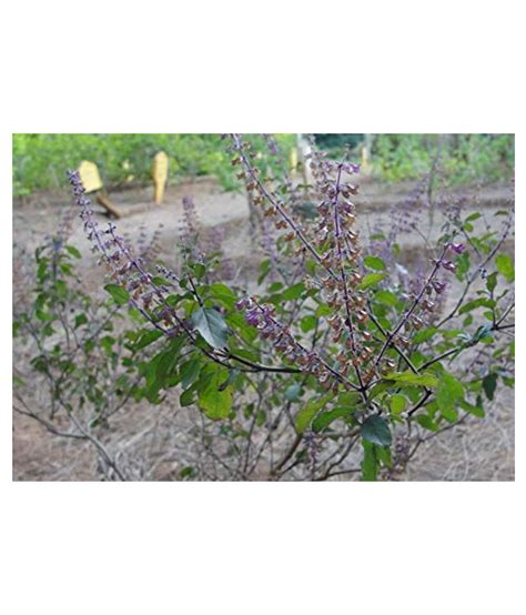 Kapebonavista Kala Tulsi Black Tulsi Living Plant Raw Herbs 1 No S Pack