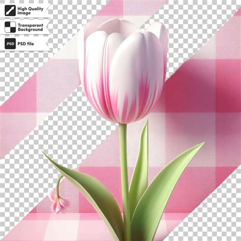 Premium Psd Psd White Pink Tulip On Transparent Background