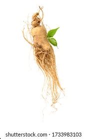 Dried Korean Ginseng On White Background Stock Photo 454520653