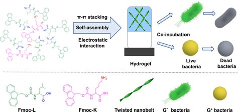 Schematic Illustration Showing The Self Assembly Of Fmoc L And Fmoc K