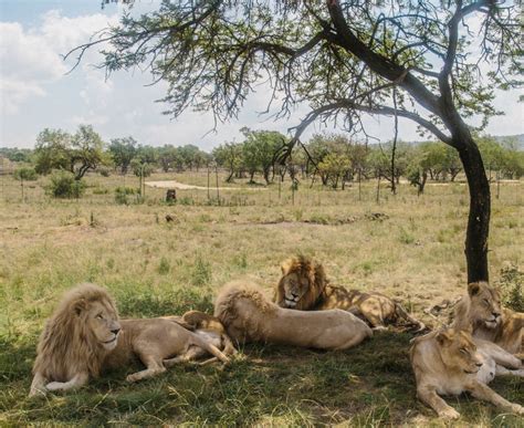 Lion Park Package 1-day Trip - El Mikho Travel & Tours