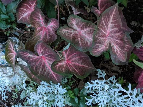 Fancy Leaf Caladium Caladium Berries N Burgundy In The Caladiums