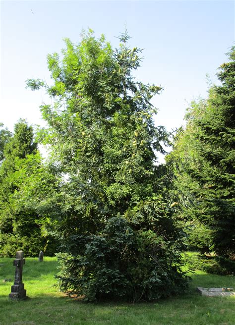 Abies Procera In Cathays Cemetery