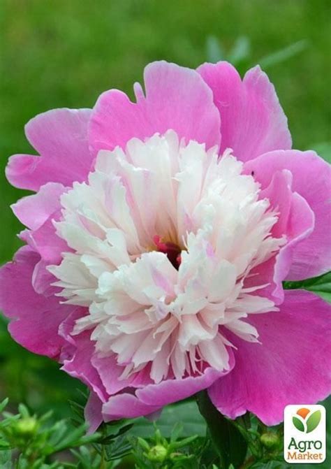 Півонія трав яниста Gay Paree 1шт в упаковці купити поштою в Одесі Києві Україні Agro