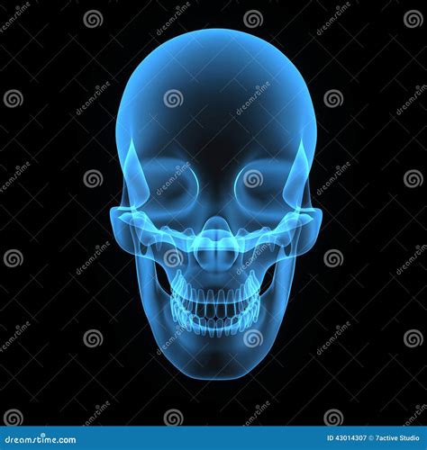 Human Skull On Clear Blue Background Open Skull Without Lower Jaw