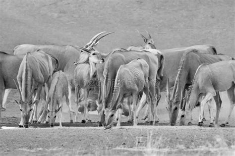 Eland Herd Stock Image Image Of Africa Group Antelope 138742841