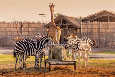 Dubai Safari Park Tickets Timings And Tourist Attractions