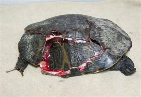 Help Turtles On World Turtle Day And Beyond Peta