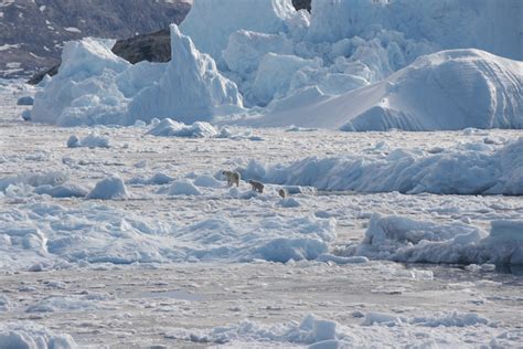 Descubren una población de osos polares viviendo en lugar sorprendente