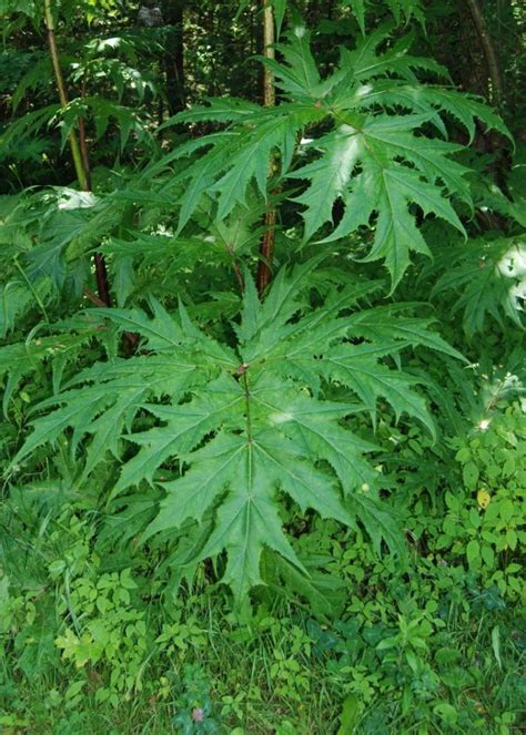 Cow Parsnip Important Native Or Nemesis Natural Areas Notebook