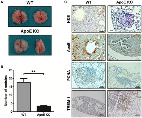 Frontiers Inhibition Of Lung Tumor Development In Apoe Knockout Mice