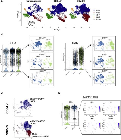 Car Gene Expression And Car T Cell Subpopulations A Umap Plots Of The