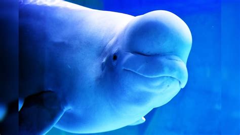 Watch Viral Video Shows Man Poking A Beluga Whale S Head To Show How Soft It Is