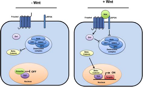 Figure From The Role Of Cd In Wnt Catenin Signaling Semantic