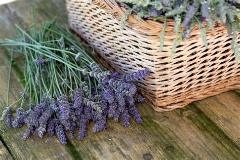 Is Lavender Safe for Cats? (Everything You Need to Know!)