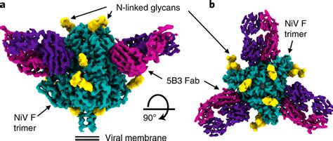 Cryo Em Structure Of Niv F In Complex With The B Neutralizing