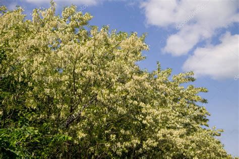 Primer Plano De La Flor De Acacia Blanca Robinia Pseudoacacia Rbol