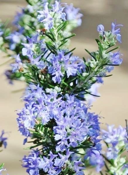 Rosmarin H Ngerosmarin Gro Rosmarin Kr Uter Gartenpflanzen