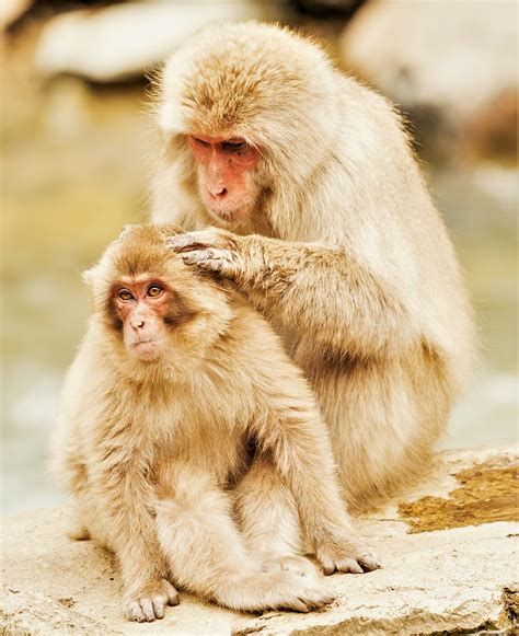 Japanese macaque - Wikipedia