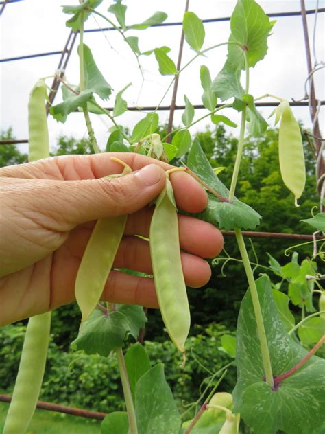 Pois Fondant De Saint D Sirat Semences Le Potager Ornemental De Catherine