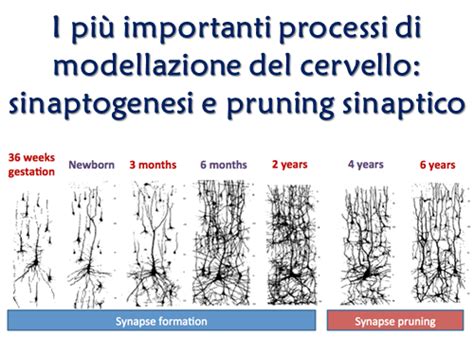 Le potenzialità del cervello nellinfanzia