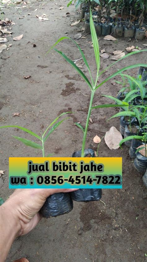 Jual Bibit Jahe Di Bandung Telp Afif Jaya Flickr