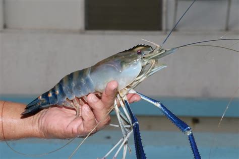 Freshwater Prawn A Sustainable Alternative To Tiger Shrimp