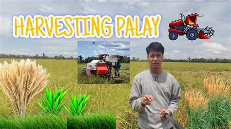 harvesting palay paddy philippines loy imam youtube