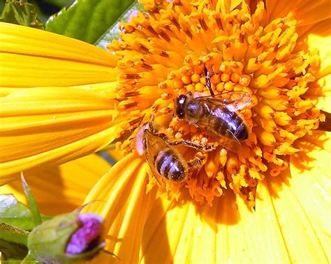 Fondos De Pantalla X Px Abeja Abejas Flor Flores Insecto