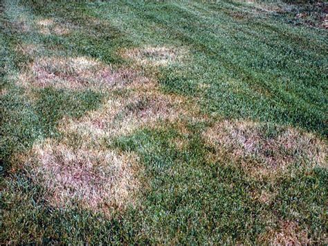 Cómo Plantar Césped Natural En Verano Y En Invierno Arpasa