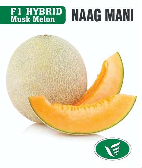 Hybrid Muskmelon F1 Seeds At 25000 Kg Vegetable Seeds In New Delhi