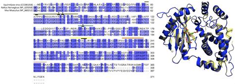 A Amino Acid Alignment Of Mouse And Rat 2 9 5 9 Oligoadenylate