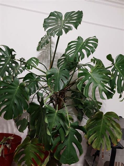 Monstera deliciosa Liebm., Monstera (World flora) - Pl@ntNet identify