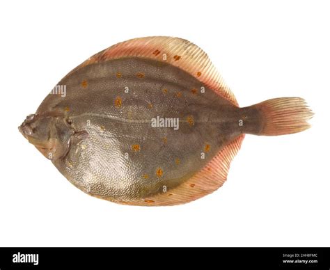 Plaice Fish on White Stock Photo - Alamy