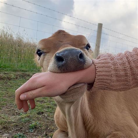 Cutest Cow On Instagram Thats So Delicious Via Projectaurochs In