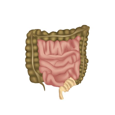 Anatomie Des Menschlichen Verdauungssystems Magens Verdauungstrakts