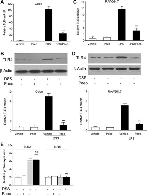 Effects Of Paeoniflorin On The Expression Of Tlr Tlr And Tlr The