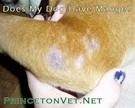 67 Amazing What Do Mite Bites Look Like On A Dog - insectza