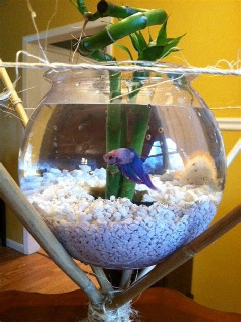 Pin By Joe Howe On For The Home Fish Centerpiece Beta Fish