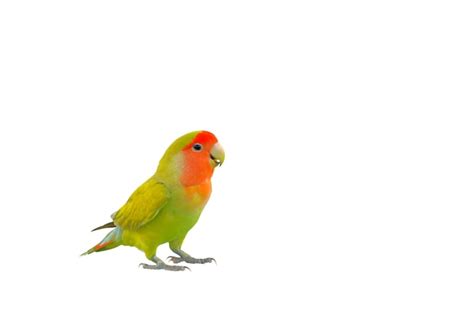 Lindo De Lovebird De Pie Aislado Sobre Fondo Blanco Foto Premium