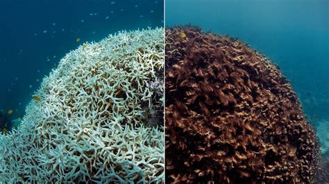 Dying Coral Reef in Australia Has Global Impacts – NBC Bay Area