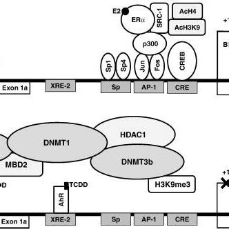 Proposed Model For Transcriptional Regulation Of BRCA 1 Promoter A