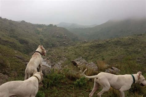 What Is A Dogo Argentino And How To Take Good Care Of It?